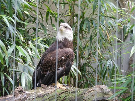 Bronx Zoo- Bald Eagle @ Birds of Prey - ZooChat