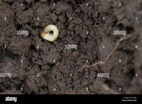 garden chafer grub, the larvae of the chafer beetle. The chafer bug can be serious garden pest ...