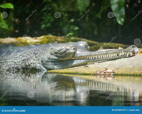 Gharial Also Known As Gavial or Fish-eating Crocodile Resting in Water Stock Image - Image of ...