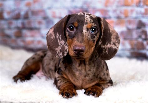 How Much Do Dapple Dachshund Puppies Cost