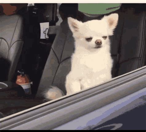 Buenos Dias Perritos Despertando GIF - Tenor GIF Keyboard - Bring ...