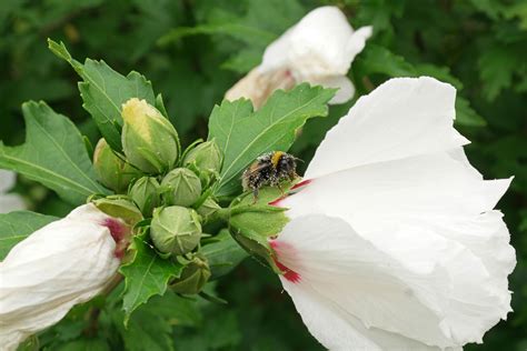 Hibiscus syriacus