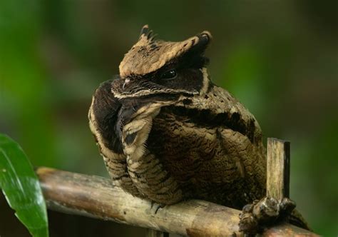 The Great Eared Nightjar, A Dragon-like Bird Straight Out Of A Fantasy ...