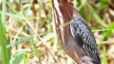 Wildlife Holidays in Trinidad and Tobago - Naturetrek