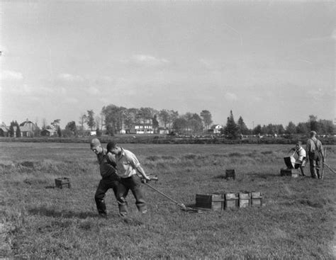 Harvesting Cranberries | Photograph | Wisconsin Historical Society