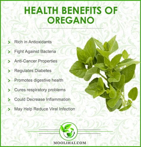 Science-Based Health Benefits of Oregano | Origanum Vulgare | Moolihai