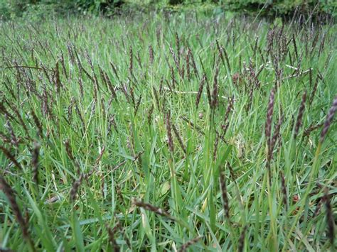 Paspalum grass for lawn | Walter Reeves: The Georgia Gardener