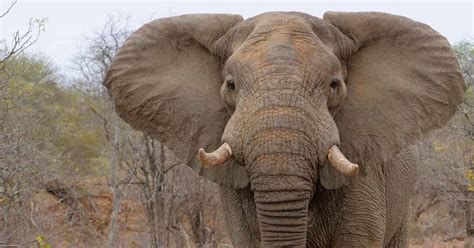 Elephant Anatomy 101 | Facts About Elephants