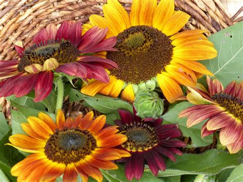 Evening Sun Sunflower