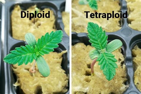 Understanding Triploid and Tetraploid Cannabis Plants - RQS Blog