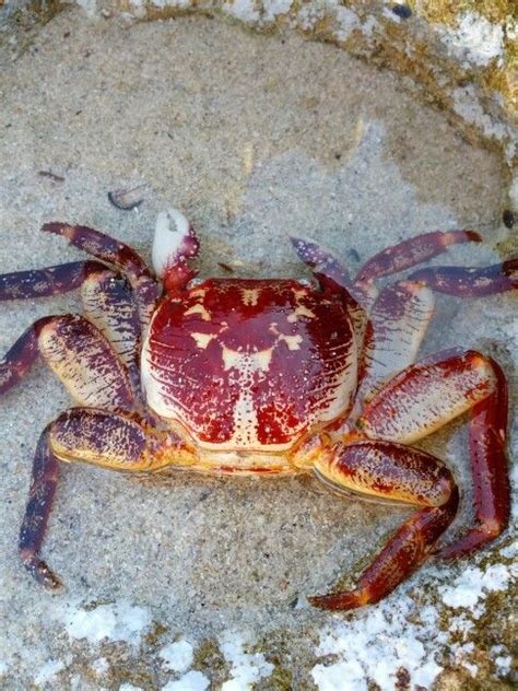 Crab, order decapoda, phylum arthropoda, subphylum crustacea | Baby ...