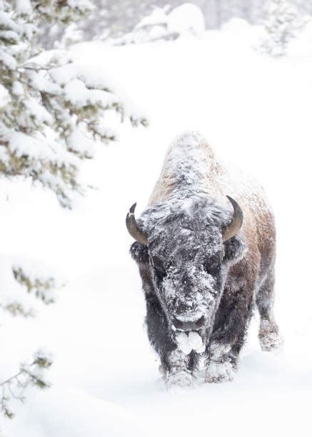 330+ Bison Snow Storm Stock Photos, Pictures & Royalty-Free Images - iStock