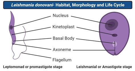 Leishmania donovani- Habitat, Morphology and Life Cycle