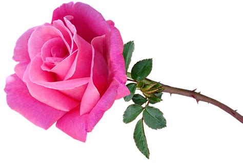 Flower Pink Rose Stem, #Pink, #Rose, #Stem, #Flower | Flowers, Pink flower photos, Rose stem