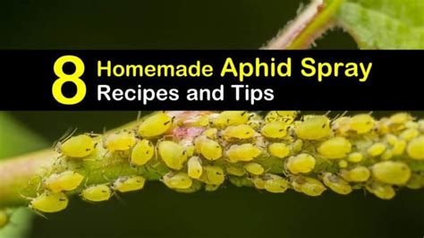 Controlling Aphids: 8 Homemade Aphid Spray Recipes and Tips | Recipe | Aphid spray, Aphids ...