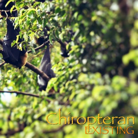 Existing | Chiropteran