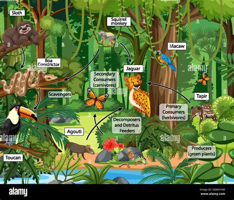 Forest Ecosystem Drawing