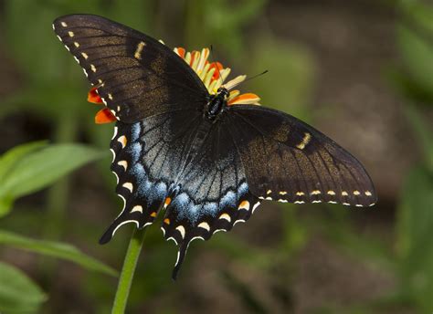 Spicebush Swallowtail (Papilio troilus) | Photographed in th… | Flickr