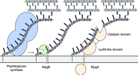 Biochemical reconstitution defines new functions for membrane-bound glycosidases in assembly of ...