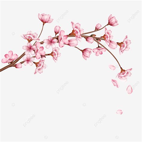 Download 20 + Cherry Blossom Texture