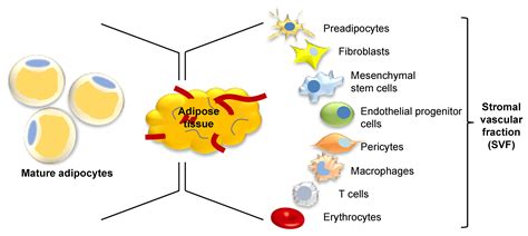 JCM | Free Full-Text | Adipose Tissue: A Source of Stem Cells with ...