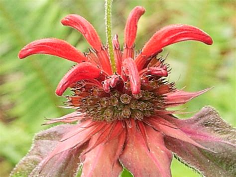 Monarda didyma - Garden Helper, Gardening Questions and Answers