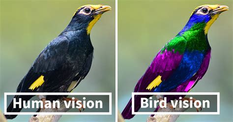 Scientists Show How Differently Birds See The World Compared To Humans | DeMilked