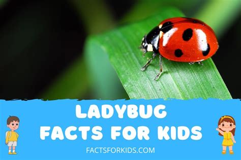 17 Ladybug Facts for Kids that will Amaze You – Facts For Kids