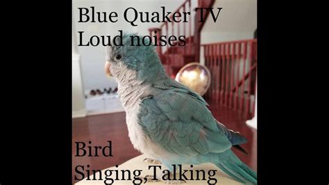 Quaker Parrot TV | Sound for your quaker parrot | Very loud noises | 1 Hour long - YouTube