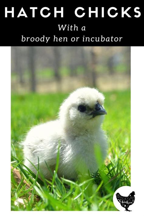 Hatching Eggs : Broody Hen or Incubator, which is best? - Backyard ...