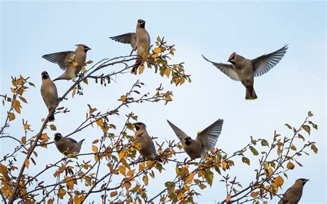 Photographing Birds in Flight – Tips for Bird Photography — Espen ...