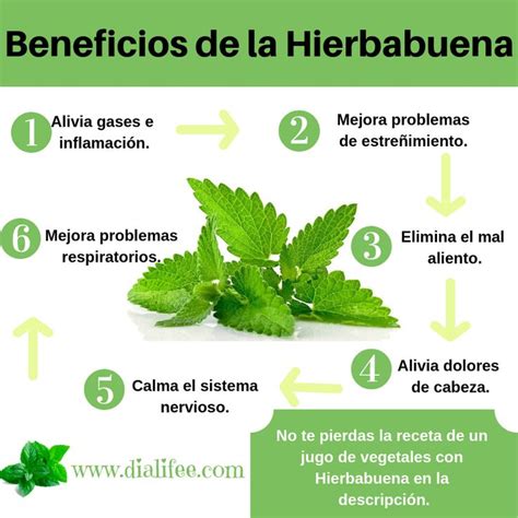 Hierbabuena | Te de hierbabuena beneficios, Hierba buena beneficios, Dolores de cabeza