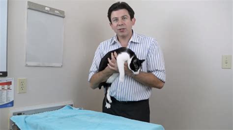 A Helpful Vancouver Veterinarian Demonstrates Several Ways to Properly Pick Up a Cat via ...