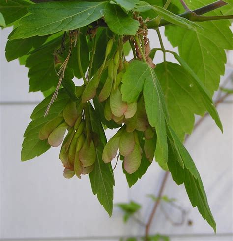 Box Elder seeds | Plant leaves, Plants, Shrubs