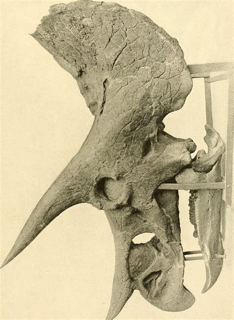 Image from page 352 of "The dinosaurs of North America" (1… | Flickr