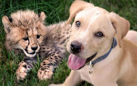 Cheetah Cub And Puppy Become Cutest Friends Ever After Destined ...