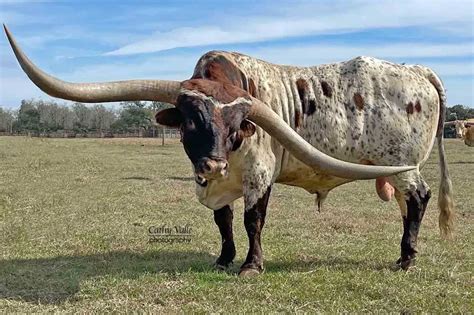 100 Years of Texas History with Texas Longhorn Cattle in Texas