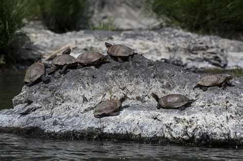 Rogue River Wildlife | The Rogue River is a spectacular wild… | Flickr