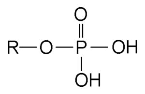 Hypophosphatemia - Wikipedia