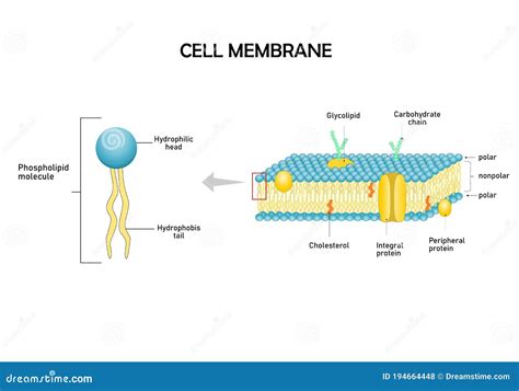 Modèles De Diagramme De Membrane Cellulaire. Illustration de Vecteur ...