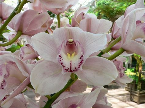 Flower Homes: Cymbidium Orchids Flowers