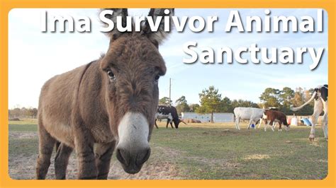 This Farm Became a Sanctuary for Animals After Tragedy - YouTube