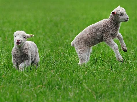 Lambs frolicking in a field