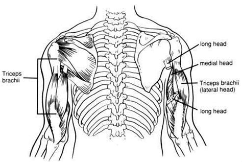 Exercise Of The Week : Triceps Extensions.