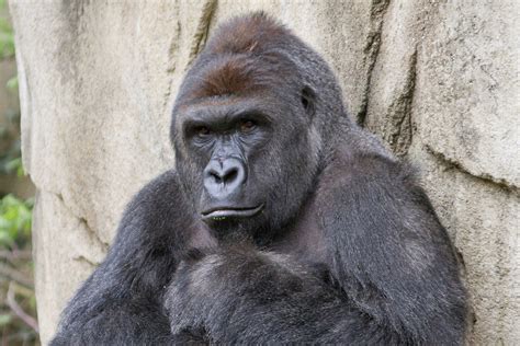 This Isn’t Really About Harambe – The Wisdom Daily