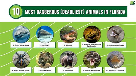 The 24 Most Dangerous Animals in Florida – Nature Blog Network