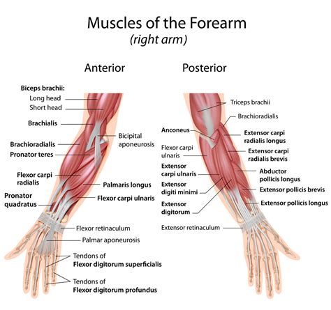 shutterstock-forearm-types | shogo fitness blog