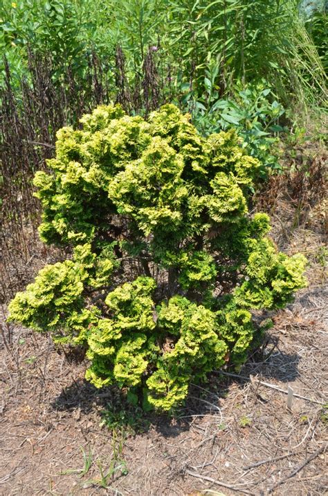 No Scorch ‘Verdoni’ Dwarf Hinoki Cypress | What Grows There :: Hugh ...