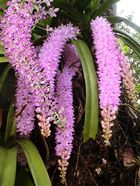 Kopou Phool (Orchid of Assam) | Orchid flower plant, Orchid flower, Orchids