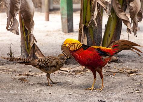 30 Golden Pheasant Facts: Get to Know This Glorified Chicken (Chrysolophus pictus) | JustBirding